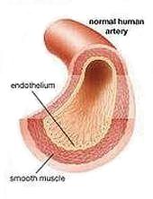 Normal Human Artery